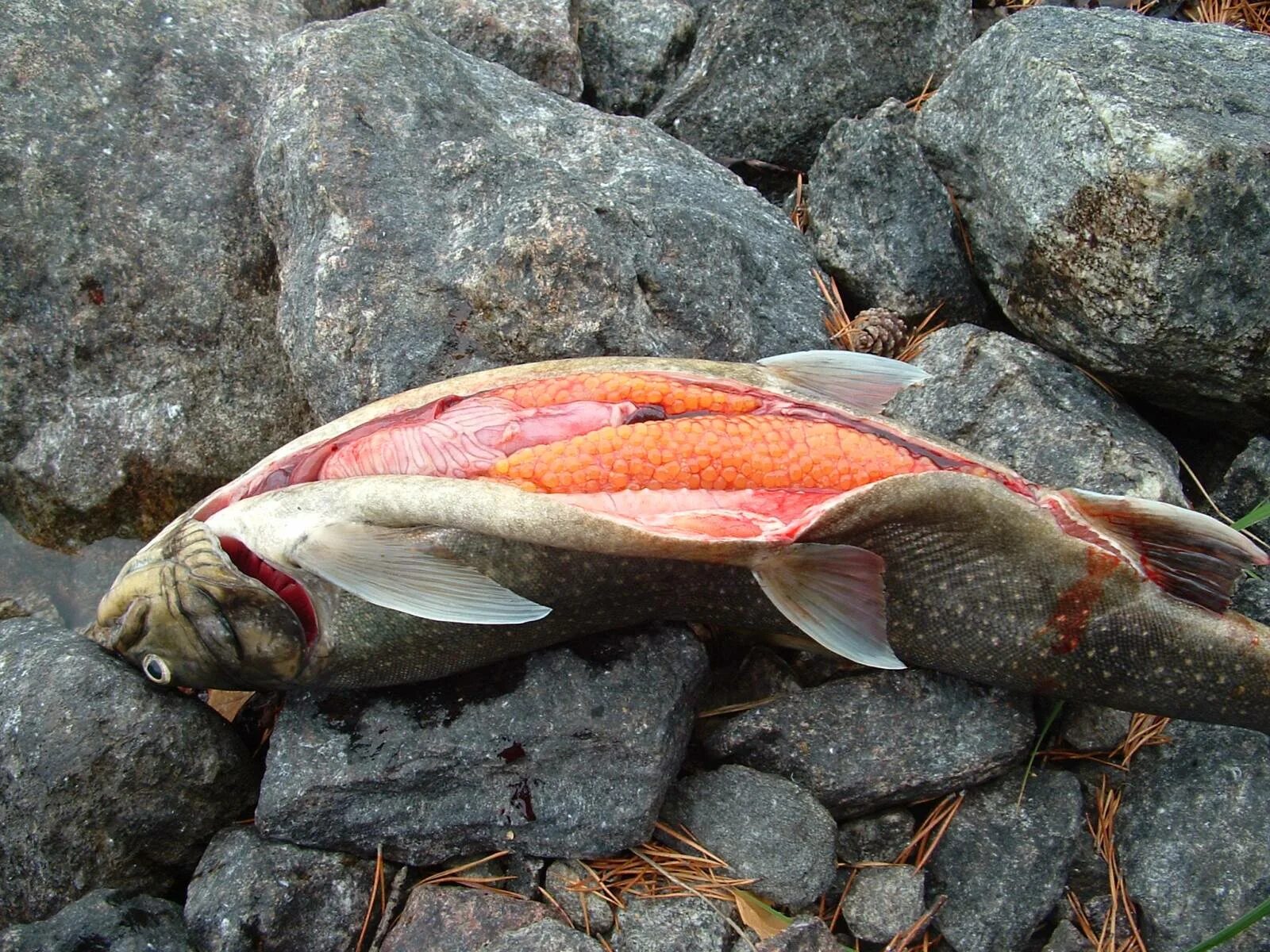 Семга садковая мурманск. Дальневосточная рыба. Красная рыба белого моря. Рыбы красного моря фото. Чавыча речная.