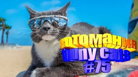 Коты приколы новое