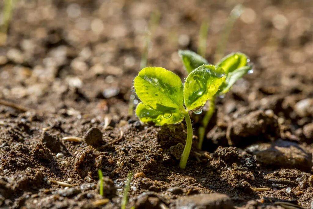 Клевер луговой белый газонный. Клевер сидерат. Семена клевера белого ползучего. Газон клевер белый ползучий. Клевер луговой красный сидерат.