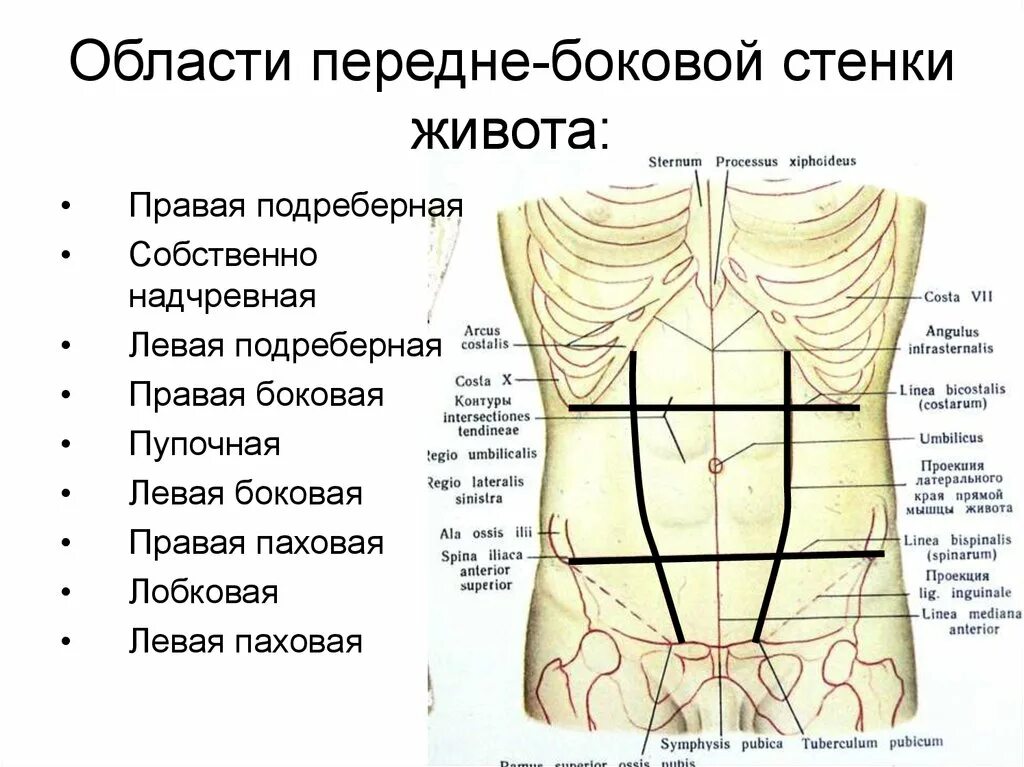 Топографическая анатомия передне-боковой брюшной стенки. Топографическая анатомия передней брюшной стенки отделы области. Топографическая анатомия переднебоковой стенки живота. Область пупка анатомия передней брюшной стенки. Эпигастрии справа