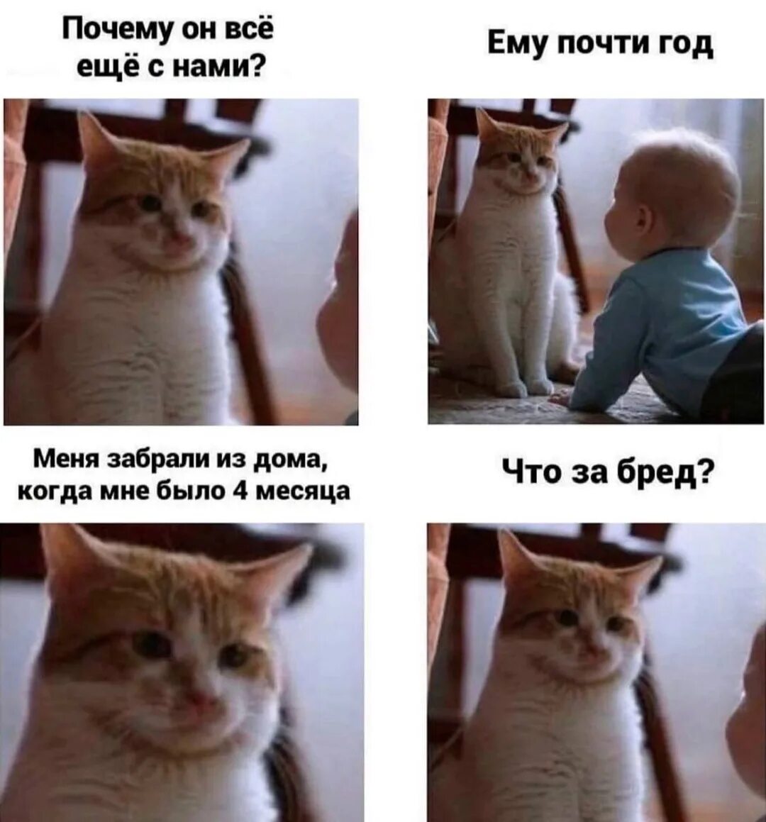 Зачем кот. Зачем ты котик. Почему котики любят коробки. Зачем ты котик. Все любят котиков.