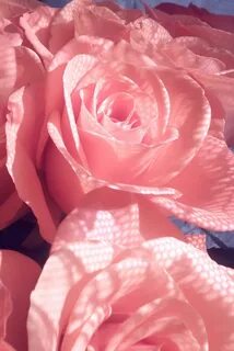 Rose but
