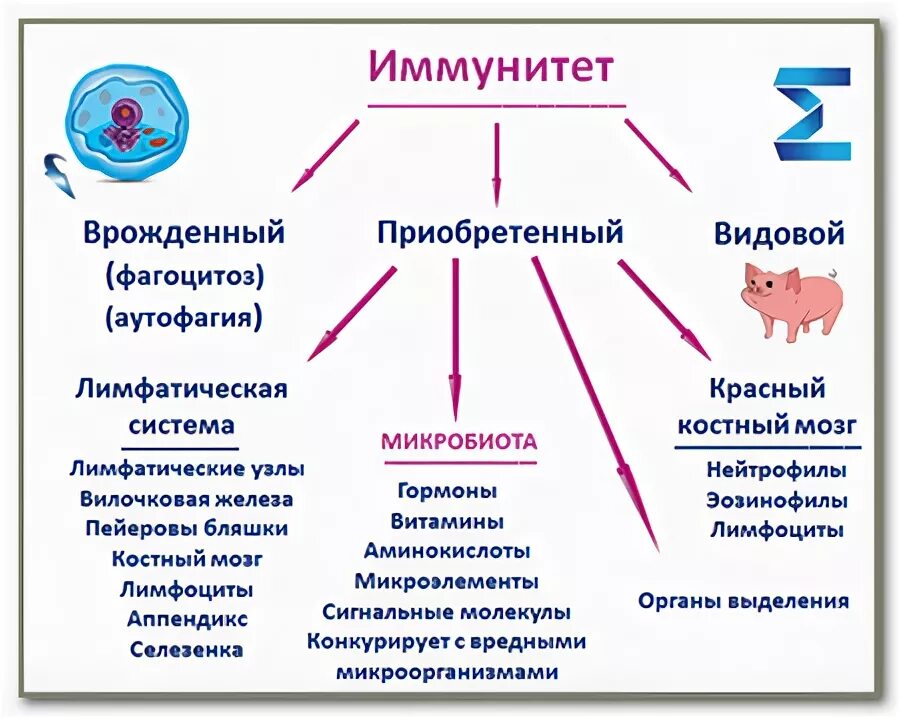 Иммунная составляющая. Классификация иммунитета схема. Иммунитет врожденный и приобретенный схема. Виды иммунитета схема микробиология. Виды иммунной системы человека.