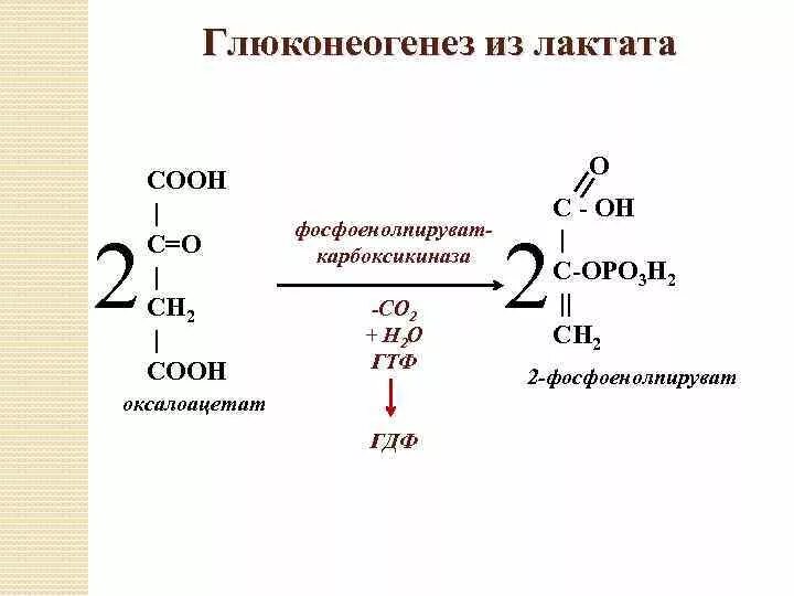 Образование Глюкозы из лактата реакции. Синтез Глюкозы из пирувата реакции. Глюконеогенез схема с формулами. Реакция глюконеогенез оксалоацетата. Синтез глюконеогенеза