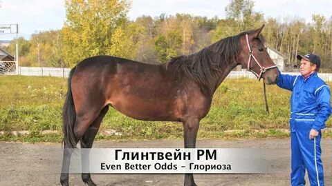 Чувашский конный завод