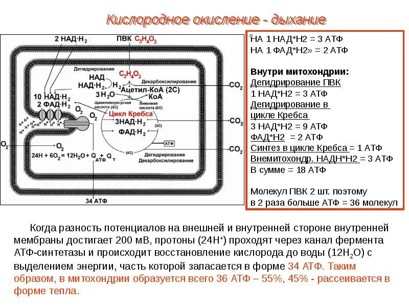 У человека в процессе дыхания происходит окисление. Кислородное окисление дыхание. митохондрия кислородное окисление. этапы кислородного дыхания. кислородный этап клеточного дыхания происходит в.