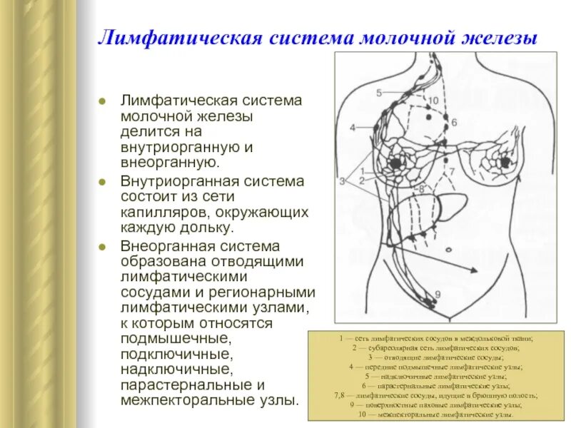 Лимфатическая система молочной железы. Внутриорганная лимфатическая система молочной железы. Молочная железа регионарные лимфатические узлы. Региональные лимфатические узлы молочной железы. Лимфоузлы молочных желез норма