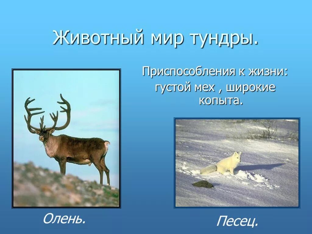 Северный олень приспособленность к среде. Животный мир тундры. Приспособления тундры. Животный мир тундры приспособление.