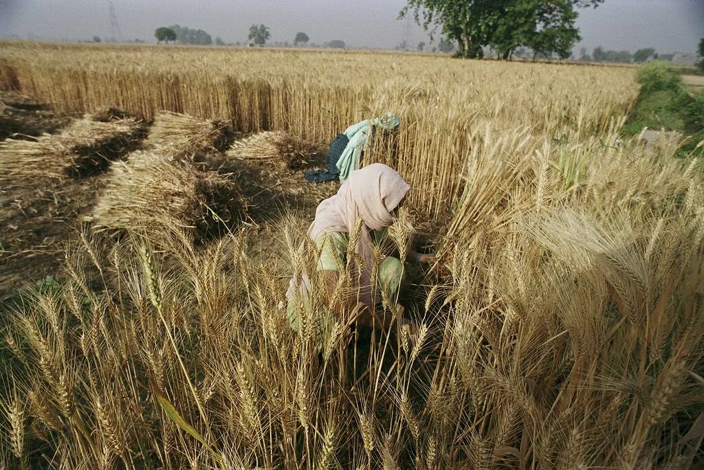 In northern india they harvest their wheat. Индия пшеница. Пшеница эфиопская. Сбор пшеницы в Индии. Уборка пшеницы в Индии.