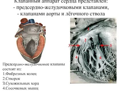 Горизонтальное сердце