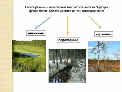 Типы болот