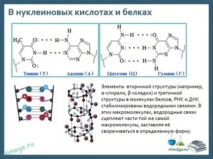 Молекулы белков образованы водородными связями