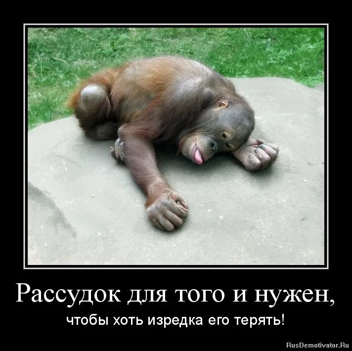 Смешная картинка устал. Уставшая обезьянка. усталая обезьяна. обезьяна устала. обезьяна с бодуна.