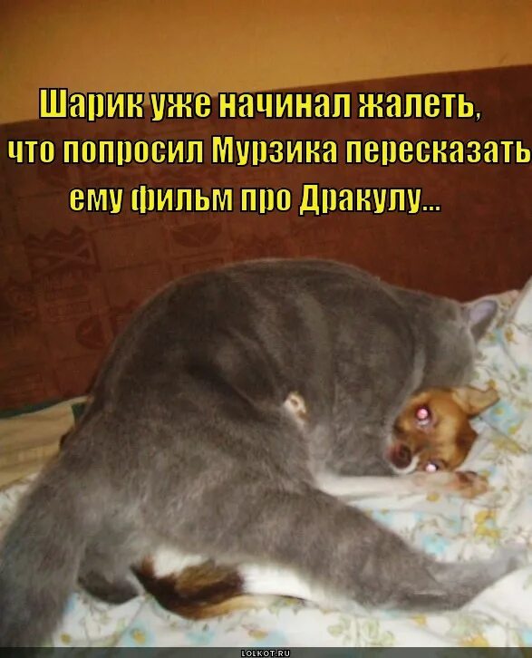 Хватит доставать. Смешные картинки чтобы помириться. барсик спи. примирение животные. хватит обижаться прикол.