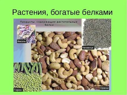 В каких растениях содержится больше белков