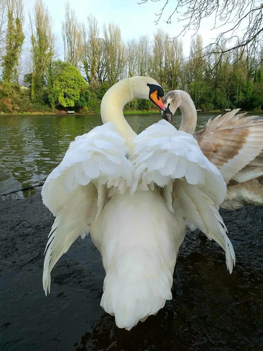 Белый лебедь ялта. Обои лебеди. Лебеди в анапе зимой. Живые лебеди. Рябь лебедей.