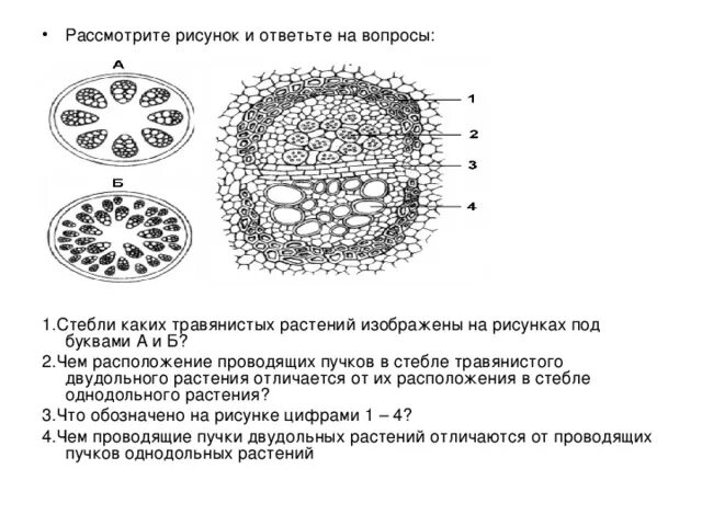 Проводящие пучки однодольных. Проводящие пучки однодольных