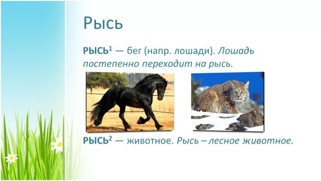 Предложение со словом зверь. Рысь омоним. Рысью омонимы. Рысь лошади. Омоним к слову Рысь.