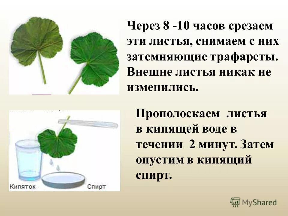 В опыте экспериментатор прикасается к листьям стыдливой