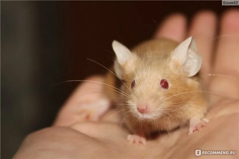 Мышь полевая, желтогорлая. Домовые мыши. Карликовый мышиный опоссум. Мышевидный опоссум marmosa cinerea. Мышиный форум.