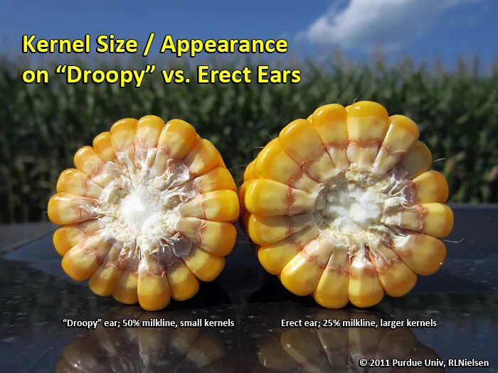 Kernel size. Kernel size