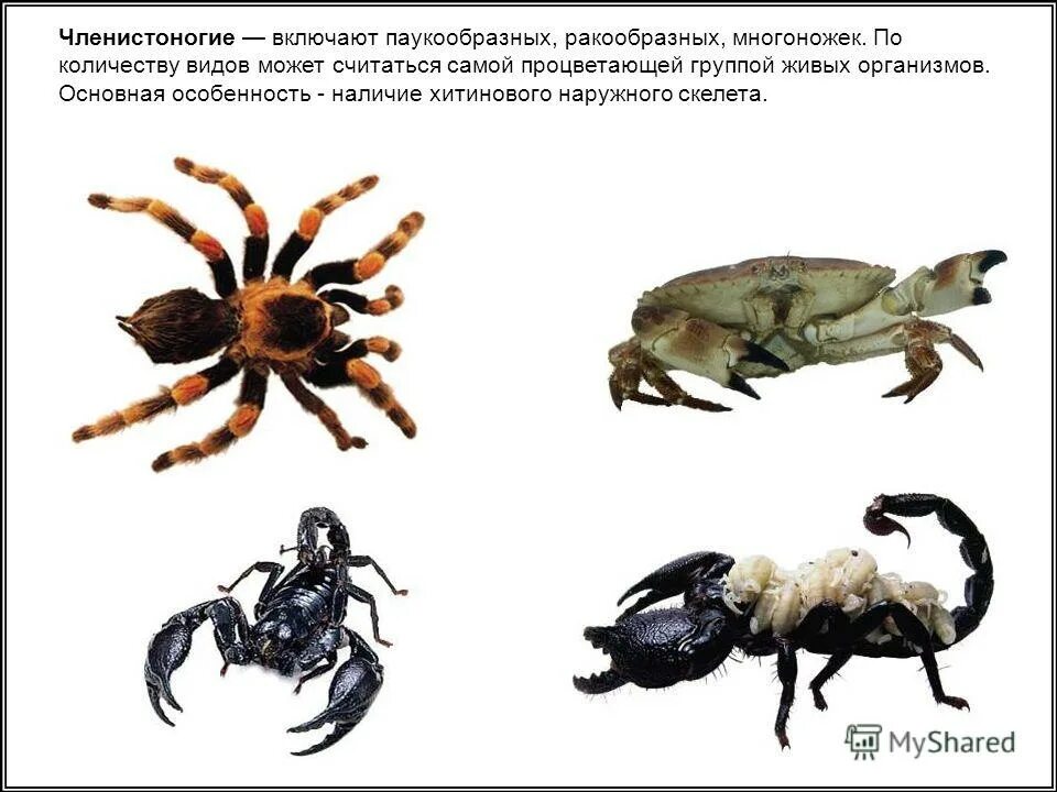 Ракообразные и паукообразные таблица. Таблица паукообразные ракообразные насекомые системы. Основные черты типа членистоногие. Признаки ракообразных паукообразных насекомых таблица. Многообразие беспозвоночных.