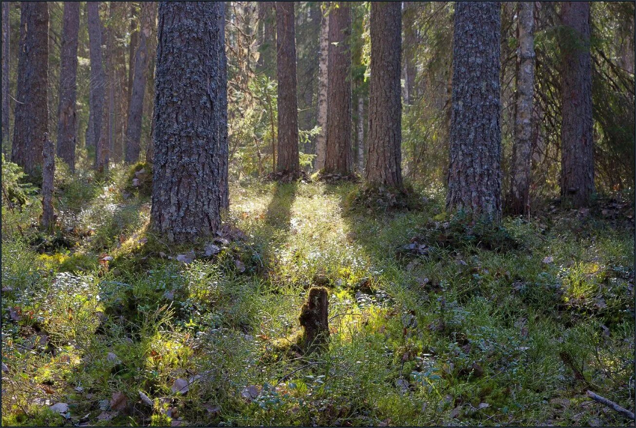 Ельник черничник. Ельники-черничники Тайга. Сосняк черничник. Сосновый Бор (лес) черника. Подлесок тайги.