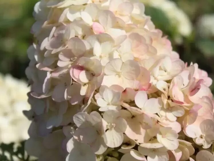 Гортензия метельчатая "Perle de Festival" LeafGarden