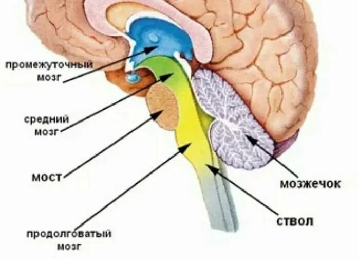 Строение ствола головного мозга человека анатомия. Строение головного мозга ствола мозга. Ствол мозга отделы и функции. Строение и функции стволовой части мозга.