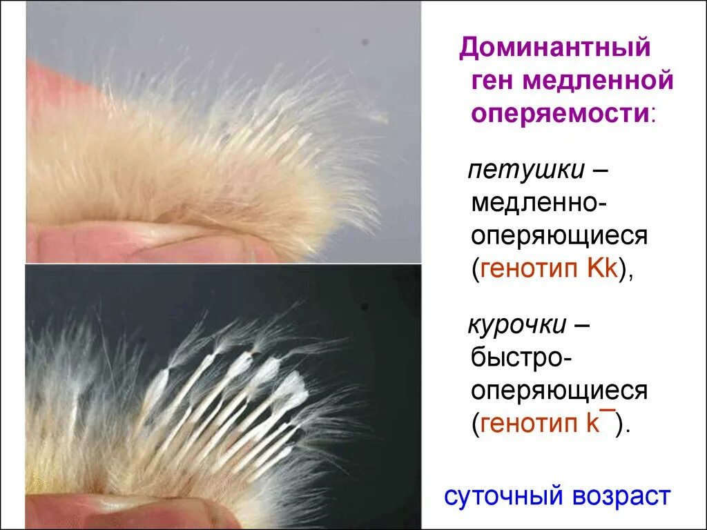 Как узнать петушок или курочка
