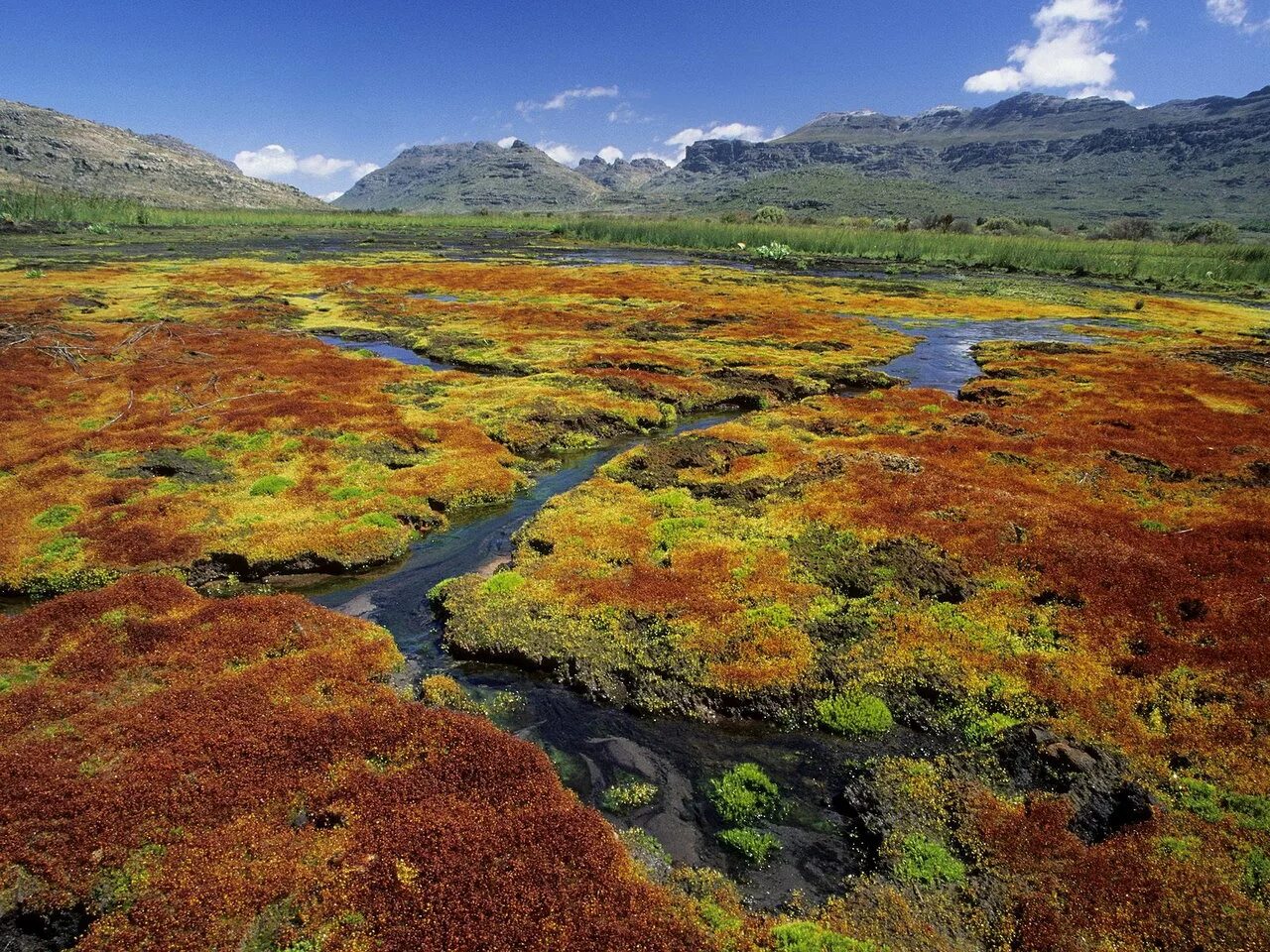 Арктические болота. Тундра глеевые растительный мир. Тундра Евразии. Болотистая тундра Северная Америка. Почвы тундры в Северной Америке.