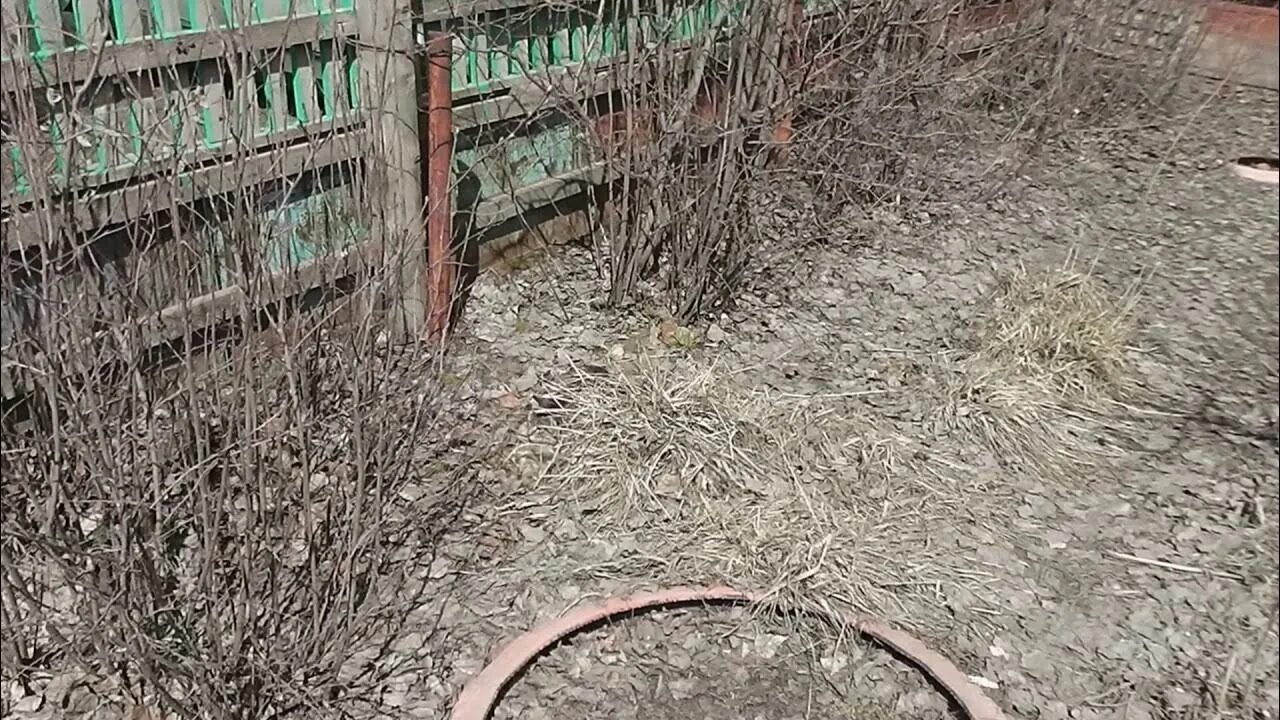 Что такое найди кота. Найдите кота. найди кота на картинке. игра найди кота. найдите кота на картинке.