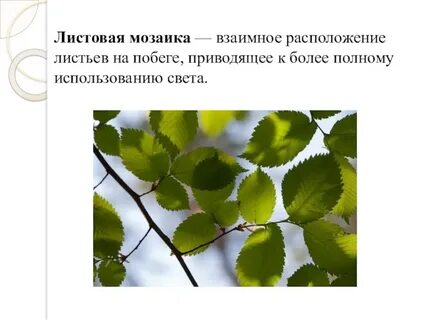 Приспособление листья