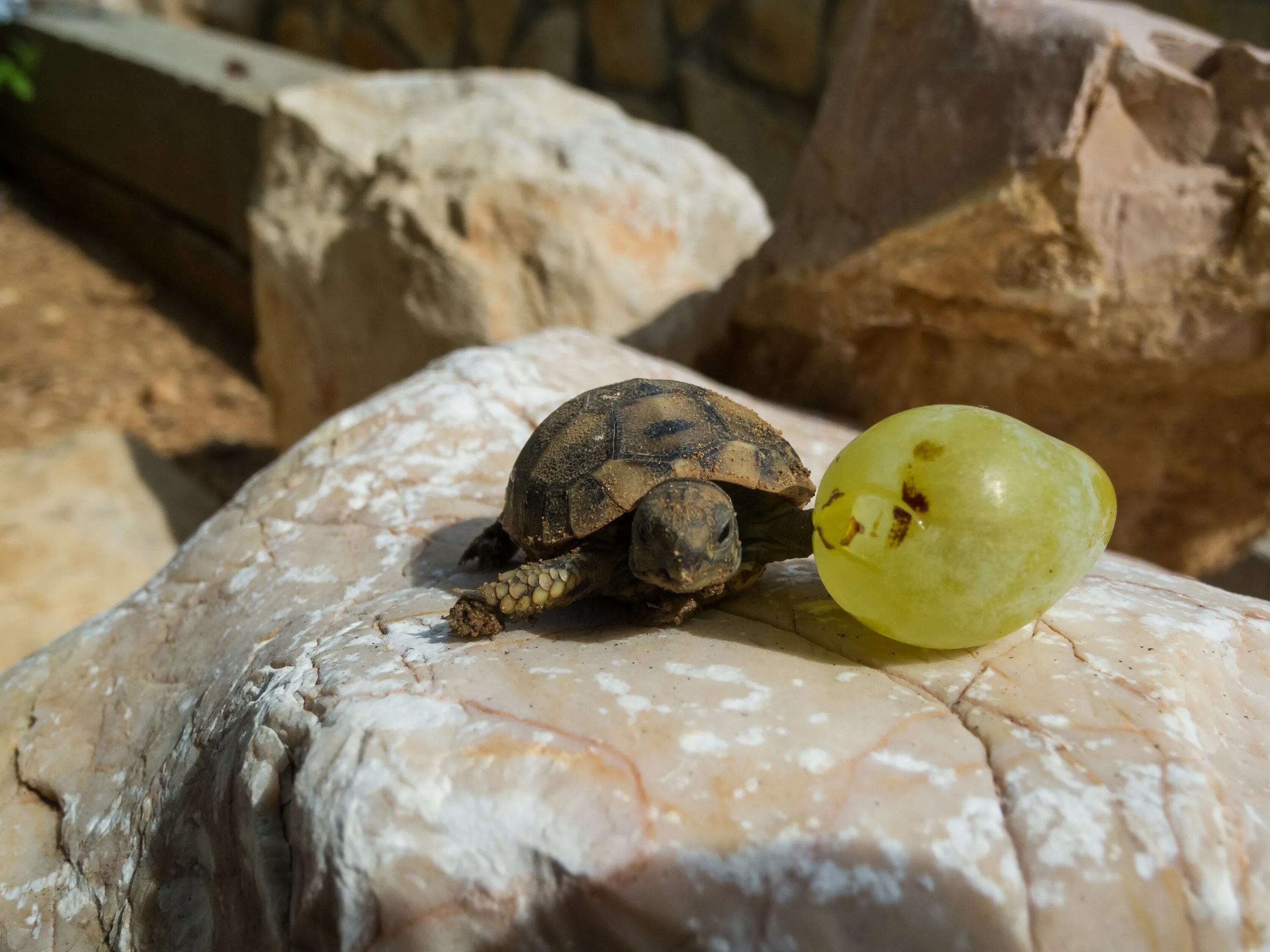 Можно черепахам яблоки. Среднеазиатская черепаха. Черепаха это рептилия. Пресмыкающиеся черепахи. Черепашка с черепашатами.