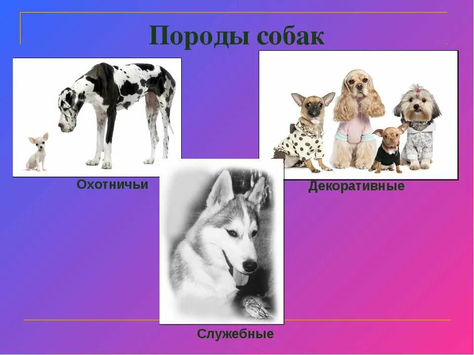 Проект собак 1 класс. Породы собак презентация. презентация на тему собаки. проект породы собак. собака для презентации.