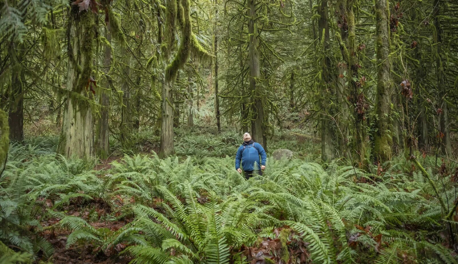 Why forest. Why forests are important. Why forest. Why forest. Why forest.
