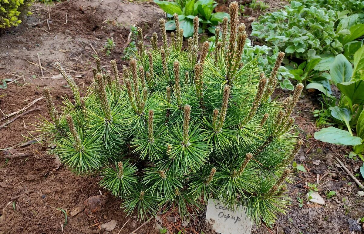 Хвойные высота. Сосна Горная OPHIR. Сосна Горная Pinus mugo OPHIR. Сосна Горная OPHIR / 15-25. Сосна Горная Офир р26 25-30см.