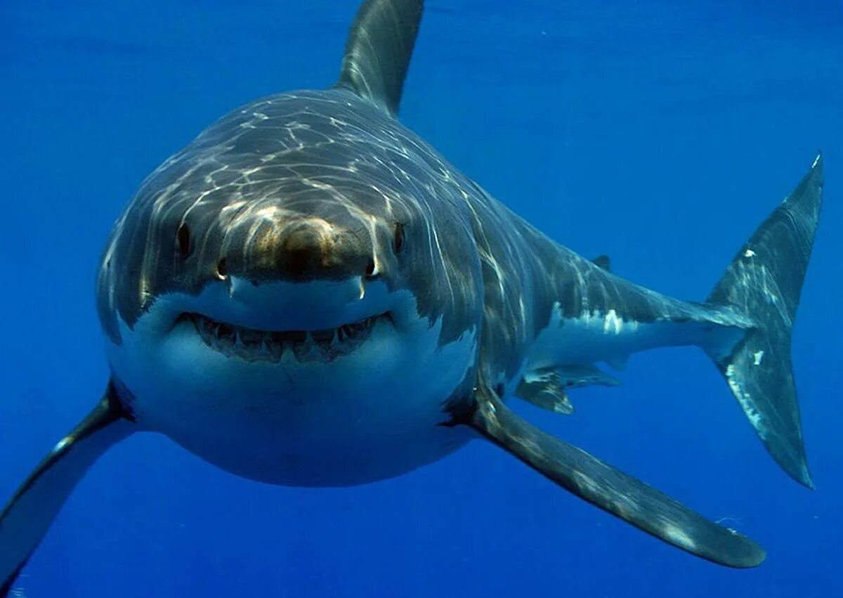 Акула является рыбой. Carcharodon carcharias. сельдевая акула. белая акула. большая белая акула.