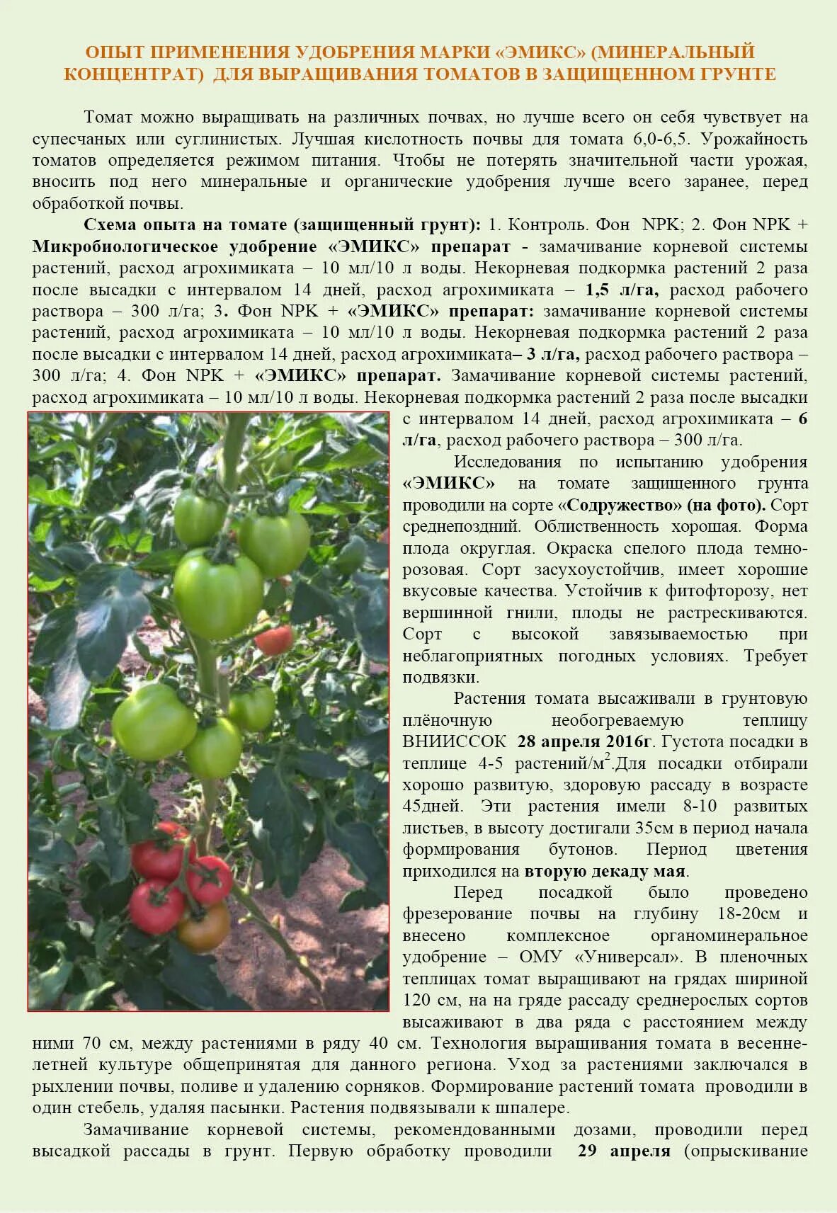 Подкормка томатов от рассады до сбора урожая. Томаты в защищенном грунте. удобрение для помидор в теплице. удобрение для томатов в теплице для урожая. от посадки до сбора урожая томатов.