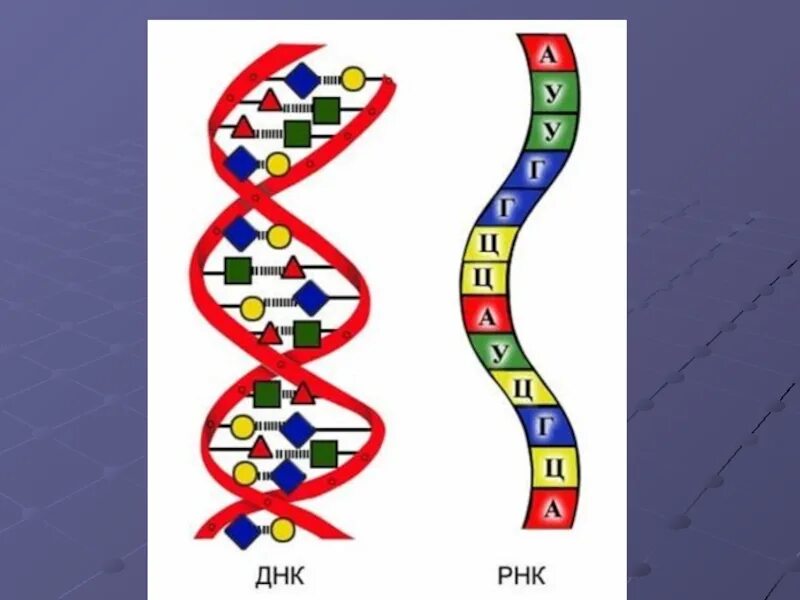 Строение молекулы ДНК И РНК. Структура молекулы ДНК И РНК. Структура ДНК И РНК. Схема строения ДНК И РНК. Рисунок молекулы рнк