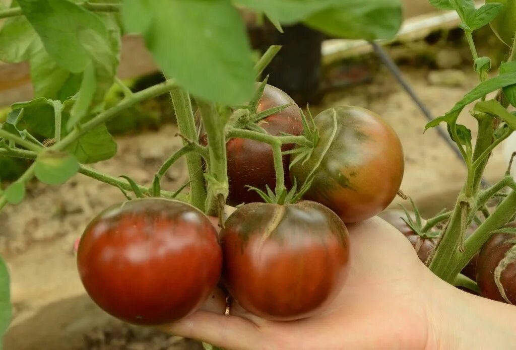 Семена томатов листья. Томат Микадо черный. Сорт помидор Микадо. Микадо томаты сорт томатов.