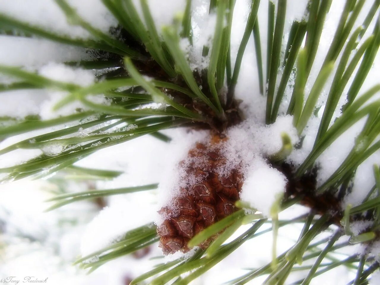 голубая ель иней. шишка под снегом. шишки зимой. шишки под снегом. шишка под снегом.