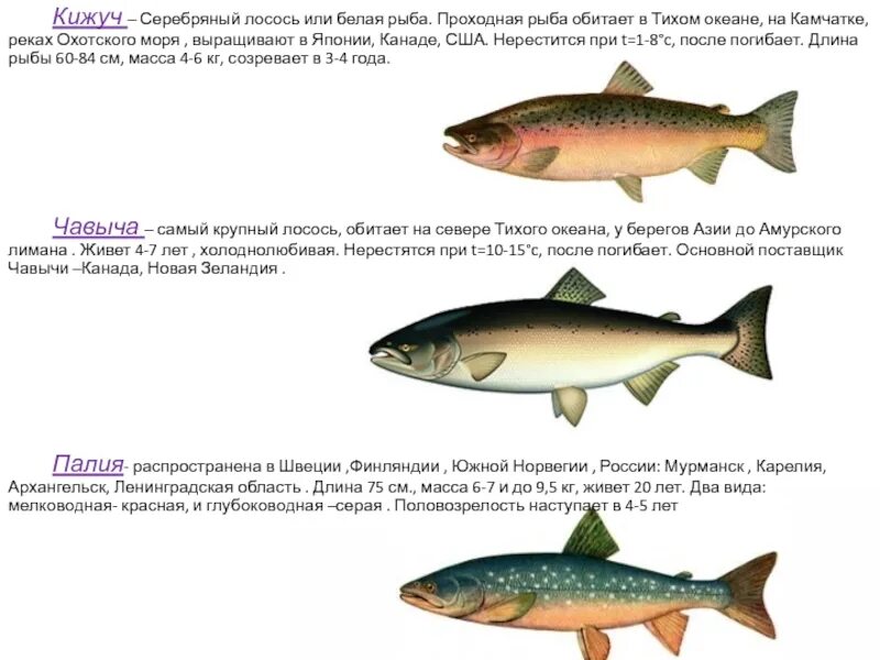 Белая рыба семейства лососевых. Проходные рыбы лосось. Рыба семейства лососевых с белым мясом название. Лососевые рыбы Тихого океана.