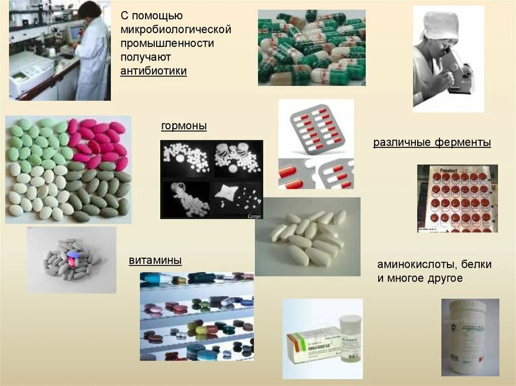 Микроорганизмы используемые в биотехнологии. Микробиологическая промышленность. Микробиологическая химическая промышленность. Микробиологическая индустрия. Микробиология в химической промышленности.