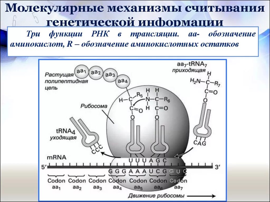 Процесс считывания генетической информации. Молекулярные механизмы. как называется процесс считывания информации. как называется процесс считывания генетической информации.