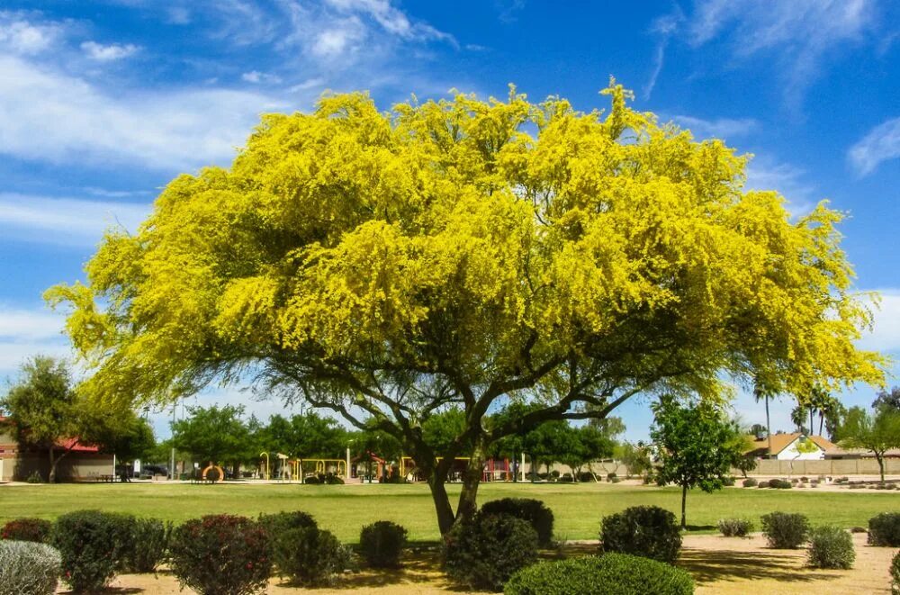 Дерево паловерд. Дерево — Паркинсония Флорида. Palo Verde Tree. Palo Verde растение.