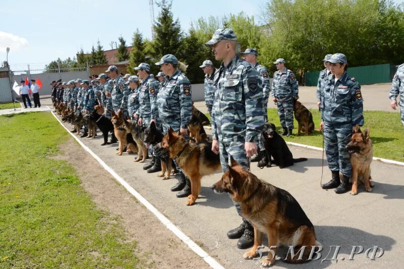 Кинолог 2024. Омская Кинологическая служба. Соревнования кинологов МВД. Кинологическая полиция.