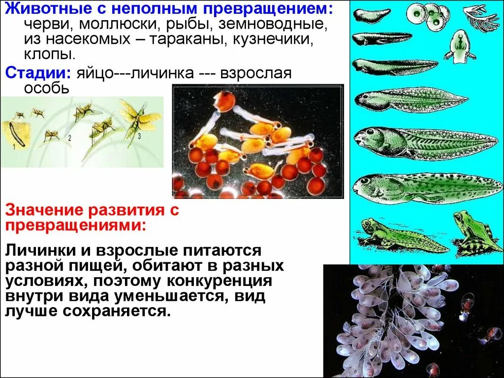 Полный метаморфоз стадии. Превращение в рыбу. Стадии развития рыбы. Стадии развития с превращением. Животные с развитием с метаморфозом.