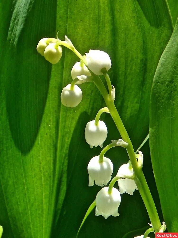 первый лан. первый лан. первый лан. первый лан. цветы ландыши и подснежники.