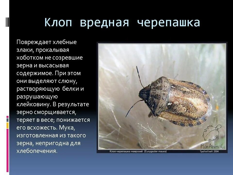 К какому классу относится клоп. Клоп вредная черепашка тип развития. клоп вредная черепашка отряд насекомых. насекомые вредители культурных растений вредная черепашка. клоп вредная черепашка стадии развития.